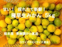 熊本県産 極早生みかん 5kg Sサイズ中心のサムネイル
