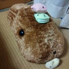 카피바라 씨 이치 반 쿠지 B상