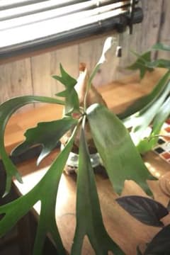 ビカクシダネザーランド　苔玉仕様のサムネイル