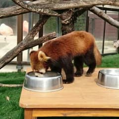 専用 森のくまさん☆様のサムネイル