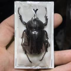 【貴重】クメジマカブト　ラベル付標本　規制前採集品　/オキナワカブトのサムネイル