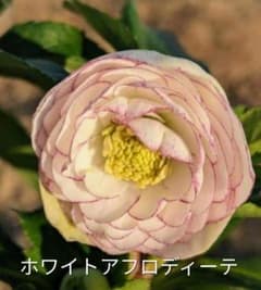 ☆クリスマスローズ： ホワイトアフロディーテ 株分け苗 4号深鉢 2芽＋