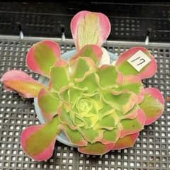17#観葉植物 アエオニウム錦❤️リバーストーン❤️ 1大頭1小頭15cm