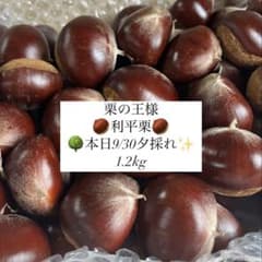 【栗の王様】 利平栗 《本日9/30夕採れ》栃木県産 無農薬 新鮮 1.2kgのサムネイル