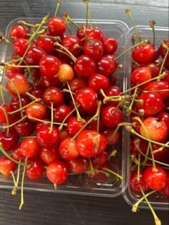 【送料無料】山形県産 さくらんぼ 佐藤錦１ｋｇバラ 訳ありのサムネイル