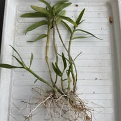 デンドロビウム デンドロビューム 抜き苗 ノビル系のサムネイル