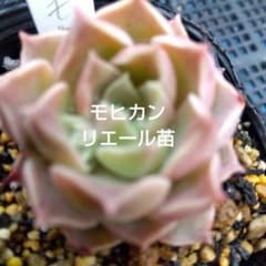 B216 オーストラリア産 ブラックボーイ プレイシー トリプルヘッド