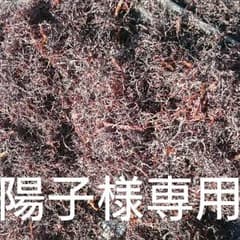 ふのり100ｇのサムネイル