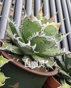 激レア最高級株！ 白幽霊 強棘 背棘 裏刺ぶつぶつ　極上株！アガベ 激レア最高級株！ 白幽霊 強棘 背棘 裏刺ぶつぶつ 極上株！アガベ