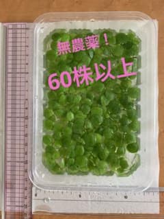 アマゾン　ドワーフフロッグピットのサムネイル