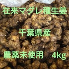 種生姜　在来マダレ生姜　4kg 千葉県産 農家直送 農薬未使用のサムネイル