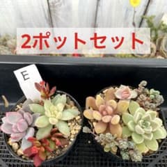 マロニエラポ　カット苗 ⑤多肉植物【カット苗2ポットセット E】寄せ植え エケベリア セダム