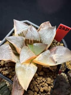 22d 多肉植物 ハオルチア 大型コレクタ錦 自家繁殖 鉢植え発送 - メルカリ