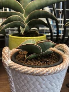 多肉植物　サンスベリア　ロリダ　希少種のサムネイル