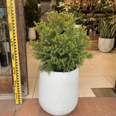 バーゼリア ラヌギノーサ ファイバー鉢 - メルカリ