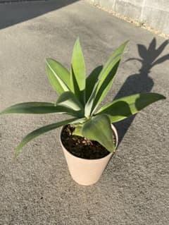 アガベ 観葉植物 多肉植物 鉢植えのサムネイル