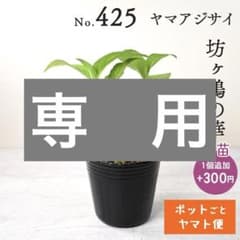 ポットごとヤマト便425】ヤマアジサイ 幼苗 坊ヶ鶴の華 - メルカリ