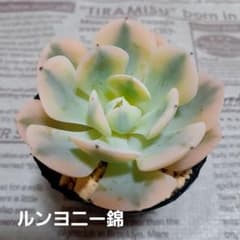 多肉植物 ルンヨニー錦 抜き苗 - メルカリ