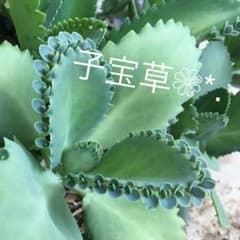 子宝草❁*.子供20～30個のサムネイル