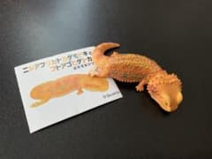 フトアゴヒゲトカゲ おやすみシリーズのフトアゴヒゲトカゲ（オレンジ）のフィギュア