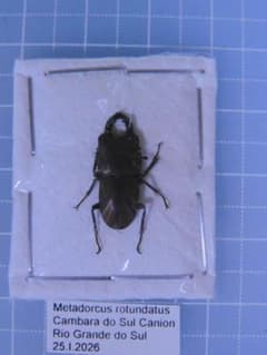ブラジル産 クワガタ標本 dorcus rotundatus ブラジル産 クワガタ標本 Metadorcus rotundatus - メルカリ