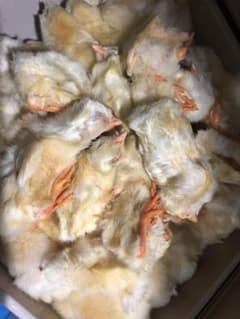 国産】冷凍ヒヨコ 200羽 ふわふわ鮮度抜群！ - メルカリ