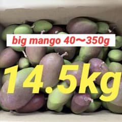 摘果マンゴー14.5Kg ③ big mango 摘果マンゴー14.5kg - メルカリ
