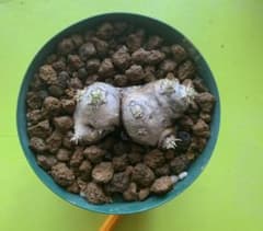 パキポディウム ブレビカウレ 恵比寿笑い 現地球  発根済のサムネイル