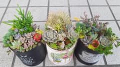 リメイク缶　多肉植物　寄せ植え　そのまま飾れるのサムネイル