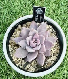 多肉植物 エケベリア 優木園さん苗 命名種 Hillier - メルカリ