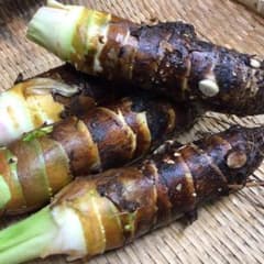 香川県産 ばぁちゃんとこの たけのこ芋(京芋) 約6キロのサムネイル