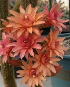 多肉植物 花サボテン 金紐シリーズ 二色 - メルカリ