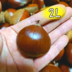 3【熊本県産】生栗 2L 1kg＋200gのサムネイル