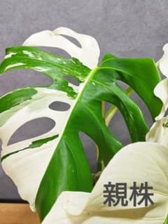 C19】 斑入りモンステラ ホワイトタイガー 茎伏せ用カット茎 成長点2つ