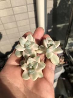 多肉植物　アプリコット美人　ティテュバンス錦　カット3苗のサムネイル