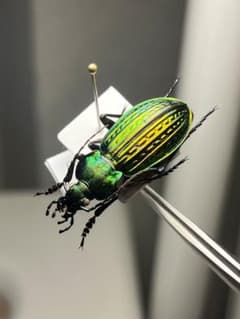 【32mm】Eucarabus ulrichi オサムシ カブリモドキ標本 32mm】Eucarabus ulrichi オサムシ カブリモドキ標本 - メルカリ