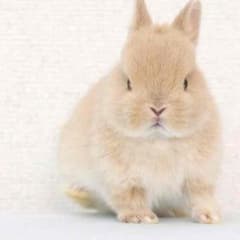 ジュニア様専用のサムネイル