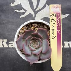 おらいさん苗 ミックスベリア ホットワイン 札付き 鉢ごと発送 - メルカリ