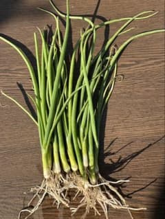 玉ねぎの苗 貴錦400本のサムネイル