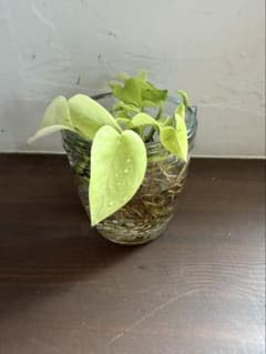 【観葉植物】ポトス　3個セットのサムネイル