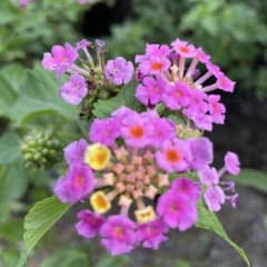四苗　ランタナ　ピンクの花の苗のサムネイル
