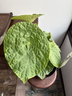 訳あり ベゴニア フートエンシス 6号鉢 - メルカリ