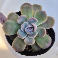 多肉植物　ひまわりのサムネイル