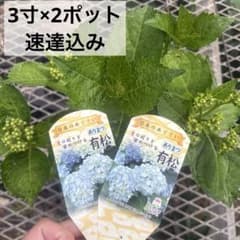 有松苗　2ポット　速達込みのサムネイル