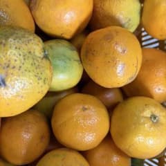 和歌山県産バレンシアオレンジのサムネイル
