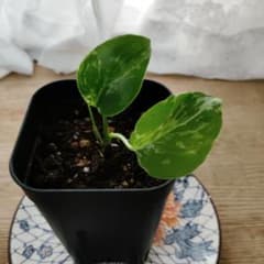 モンステラ デリシオーサ バルバソウル フシギダネ 斑入り - メルカリ