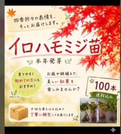 イロハモミジ苗(本年発芽) 100本(抜き苗) [もみじ 紅葉 盆栽]のサムネイル