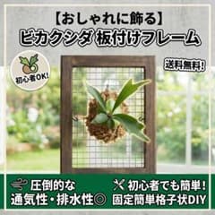 ビカクシダ 板付けフレーム おしゃれ 観葉植物　園芸用品のサムネイル