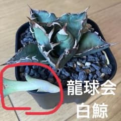 同梱可 アガベ チタノタ 白鯨 子株 龍球会 LQH産値下げのサムネイル