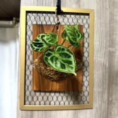 【一点物】アンスリウム・ドラヤキ　板付仕立て　観葉植物のサムネイル